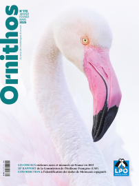 couverture ornithos